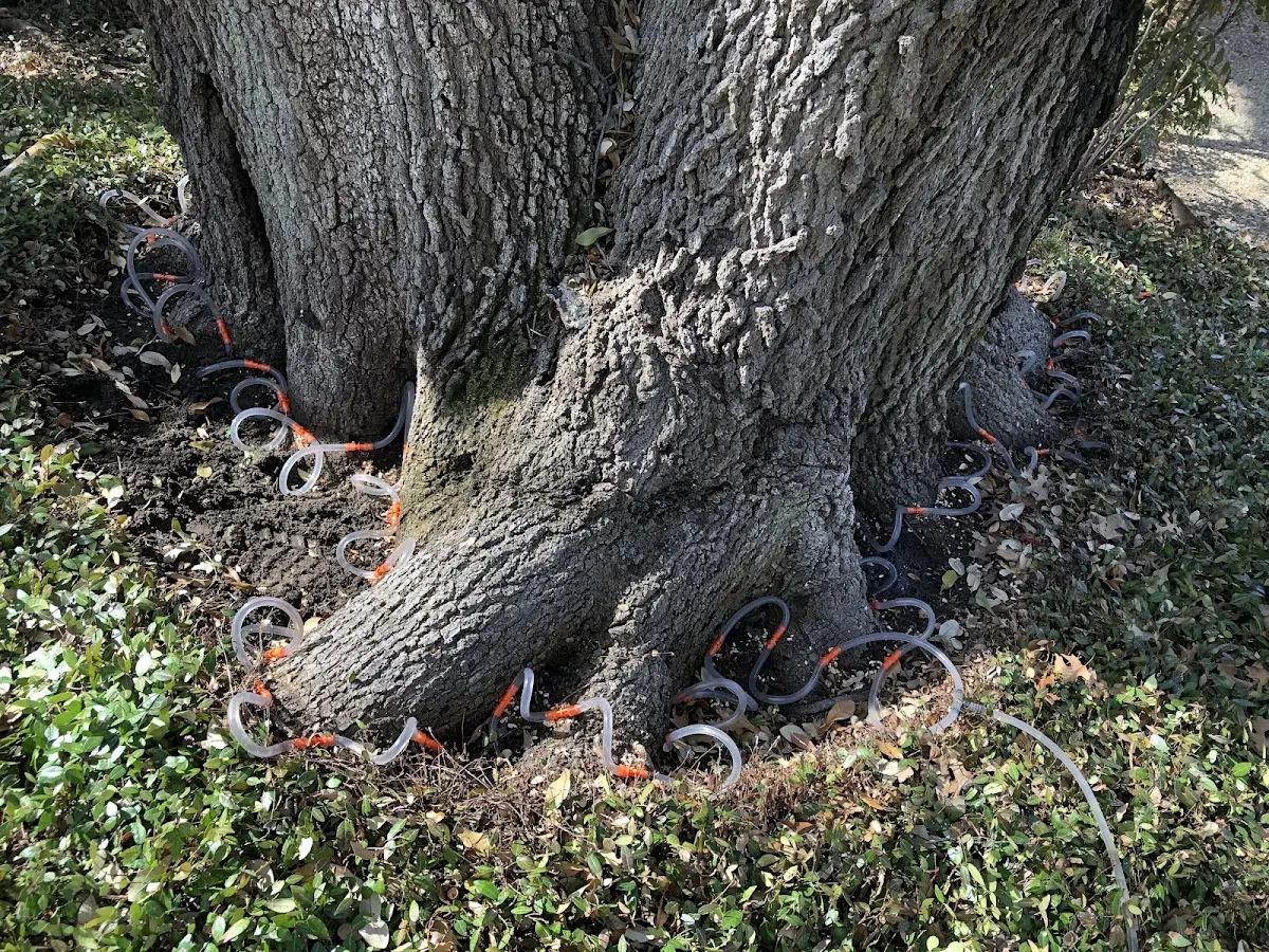 Detailed Tree Cabling and Bracing job site in North Bend